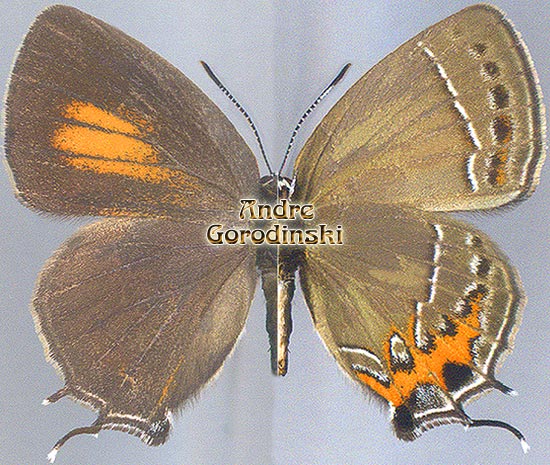 http://www.gorodinski.ru/lycaenidae/Satyrium inflammata.jpg